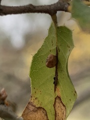 Dryocosmus minusculus