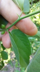 Celtis brasiliensis
