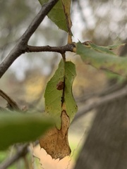 Dryocosmus minusculus