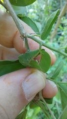 Celtis brasiliensis