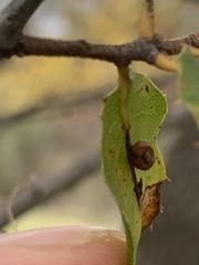 Dryocosmus minusculus