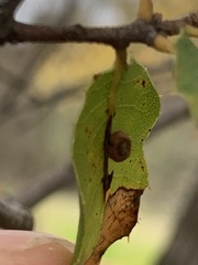 Dryocosmus minusculus