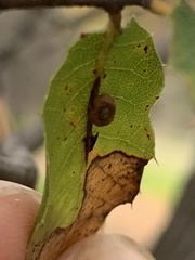 Dryocosmus minusculus