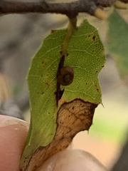 Dryocosmus minusculus