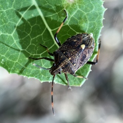 Oncocoris apicalis