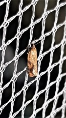 Constrictana constrictana