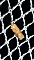 Constrictana constrictana