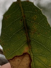 Dryocosmus minusculus