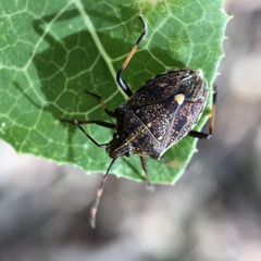 Oncocoris apicalis