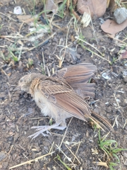 Mirafra rufocinnamomea