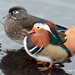 Mandarin Duck - Photo (c) Neil McDaniel, some rights reserved (CC BY-NC), uploaded by Neil McDaniel