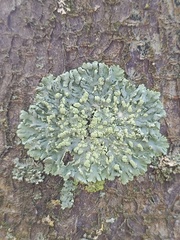 Physcia tribacioides