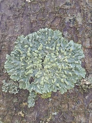 Physcia tribacioides