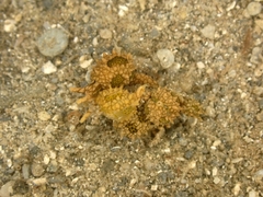 Oxynoe kylei