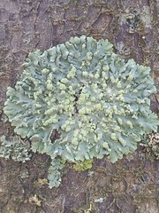 Physcia tribacioides