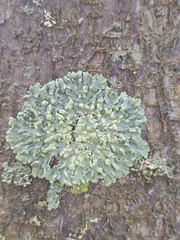 Physcia tribacioides