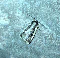 Eueretagrotis sigmoides