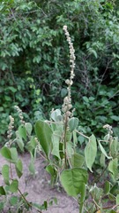 Croton lachnostachyus