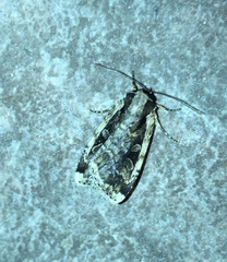 Eueretagrotis sigmoides