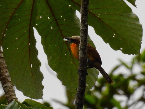 Scarlet-crowned Barbet (Capito aurovirens), photo 10