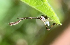 Leptopteromyia americana