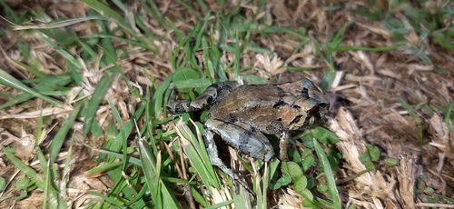 Serranobatrachus insignitus