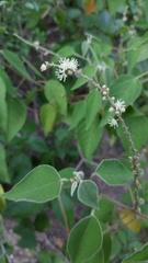 Croton lachnostachyus