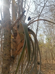 Tillandsia huamelulaensis
