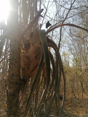 Tillandsia huamelulaensis