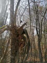 Tillandsia huamelulaensis