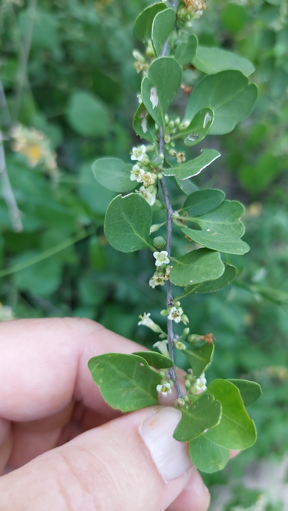 Lycium cuneatum