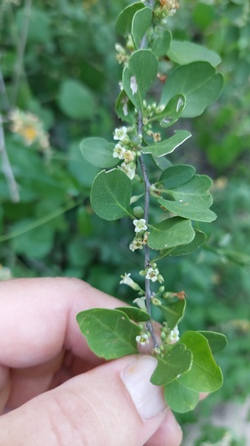 Lycium cuneatum