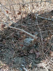 Ibervillea hypoleuca