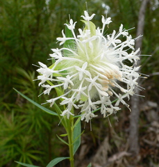 Pimelea cracens