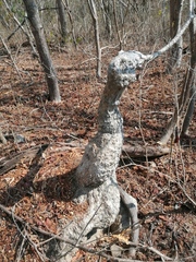 Ibervillea hypoleuca