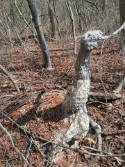 Ibervillea hypoleuca