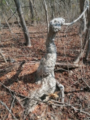 Ibervillea hypoleuca