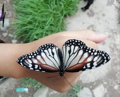 Danaus gilippus candidus