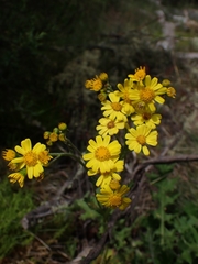 Senecio pinnatifolius alpinus