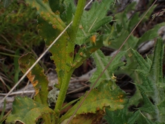 Senecio pinnatifolius alpinus