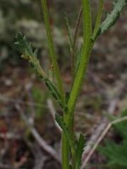 Senecio pinnatifolius alpinus