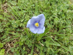 Nemastylis geminiflora