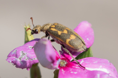 Hycleus burmeisteri