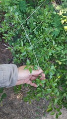 Sideroxylon obtusifolium