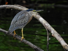 Striated Heron photo 4