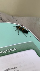 Strongylium rufipes