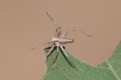 Oxyopes jacksoni