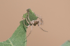 Oxyopes jacksoni