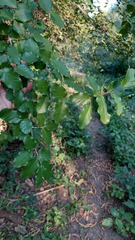 Phyllostylon rhamnoides