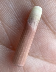 Stylocidaris affinis